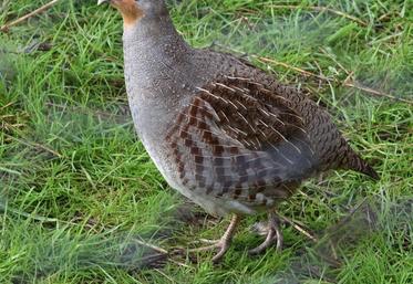 La perdrix grise, une des productions phares de l\'élevage, est plutôt destinée aux départements limitrophes.