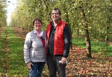 Giremoutiers, lundi 9 novembre. La récolte des pommes du verger (environ 700 arbres par hectare), abondantes en 2020, se poursuit jusqu\'au 20 novembre environ.