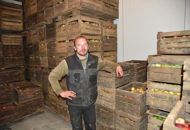 Jutigny, mardi 10 novembre. Très belle récolte de pommes, dont certaines variétés seront conservées jusqu'en avril dans les frigos.