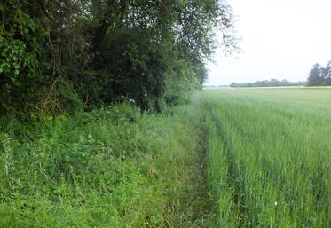 Ecobordure permet de diagnostiquer les bordures de champs et de proposer des conseils de gestion adaptés à leur état.