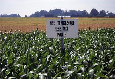 Cultures de maïs transgénique.