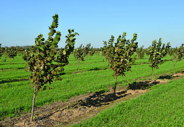 Noxi fruits recherche des producteurs qui souhaitent implanter un verger de noisetiers.