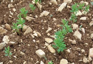 ​​​​​​Lors des premiers stades de son développement, la croissance de la lentille est lente, ce qui limite sa compétitivité avec les adventices. 