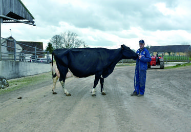Ivoire, prim'holstein en sixième lactation élevée par Bruno Verdier, a remporté le troisième prix de sa catégorie. 