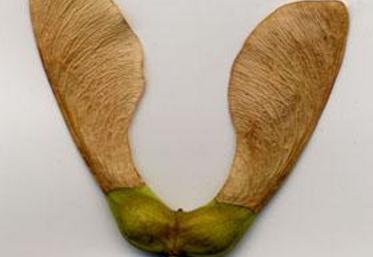 feuille de l'Erable sycomore