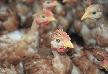 Elevage de volailles de chair.