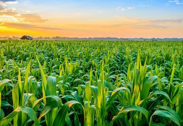 champ de maïs
