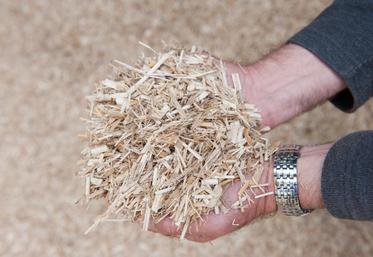 Produit de paillage ou litière à base de miscanthus.