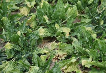 Ici dans le secteur de Tavers, comme partout dans la région, on voit « jaune ».