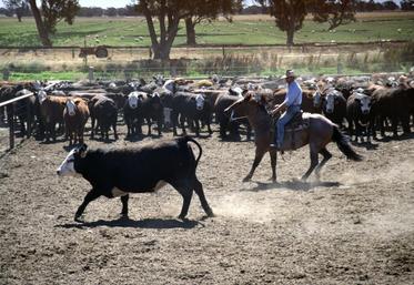 Bovins viande en parc d'engraissement