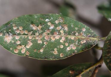 Cochenilles sur une feuille.