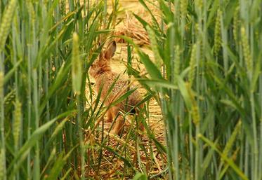 Lapin de garenne dans une culture