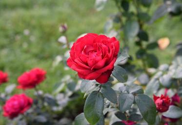 51 variétés de rosiers remontants ont été notées sur leurs qualités générales, parfum, floribondité et résistance aux maladies.