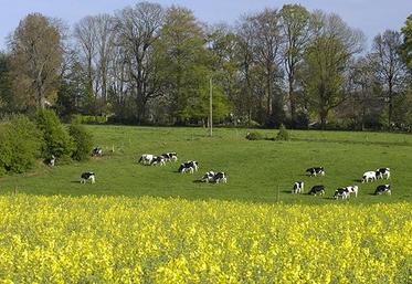Paysage agricole, champ de colza et vaches au pâturage.