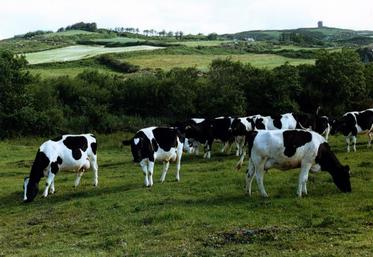 Troupeau irlandais Holstein au pâturage.