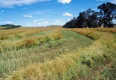 Le canola (colza local en Austalie) est fauché et laissé en andains plusieurs jours avant d'être récolté