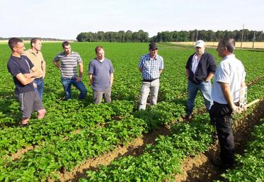 Visite d’une parcelle de plants de pomme de terre.