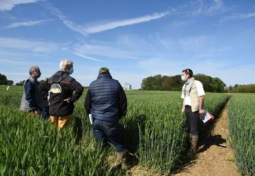 Vendredi 28 mai, à Chuelles. Les agriculteurs découvrent les résultats des essais blé.