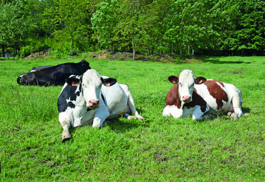 Vaches dans un pré.