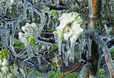 Début avril, les arboriculteurs ont tenté de sauver leurs futures récoltes en utilisant la technique de l'aspersion. L'enveloppe de gel créée protège les futures fruits du gel.