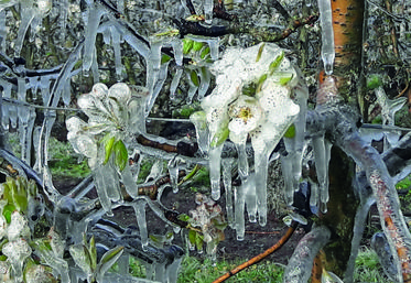 Début avril, les arboriculteurs ont tenté de sauver leurs futures récoltes en utilisant la technique de l'aspersion. L'enveloppe de gel créée protège les futures fruits du gel.