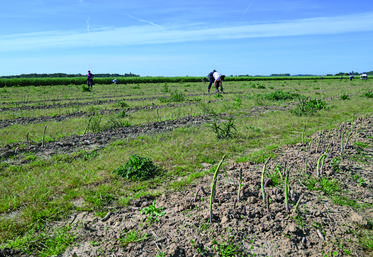 Une équipe de vingt cueilleurs travaille à la récolte au sein du Gaec.