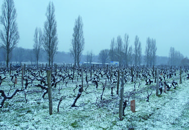 Le gel de début avril a impacté les vignobles romanais (archives).