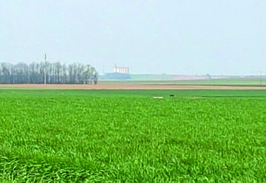 Les grandes cultures comme l'orge n'ont pas trop été impactées par le gel en Loir-et-Cher.