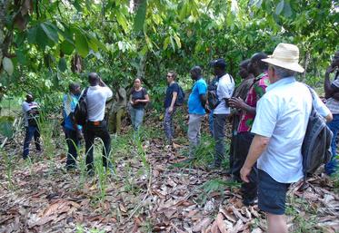 Afdi CVL visite des parcelles d’expérimentation sur le cacao.