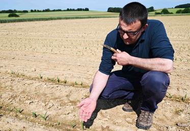 Vincent Michelet montre la graine au stade «	germée 2 cm	» dont raffolent les corbeaux.