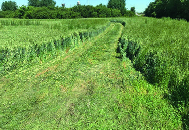 Les caravanes ont détruit la parcelle de blé sur 300 mètres de long.
