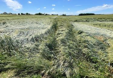 Le 21 juin, à Logron. Des parcelles entières se sont couchées sous la force des précipitations dans ce secteur.