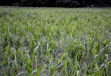 Une parcelle de maïs haché par la grêle à Savigny-sur-Braye.