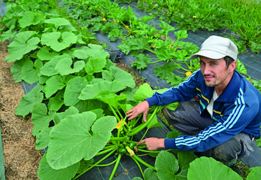Masato a choisi de cultiver ses légumes en bio. Ici, un potimarron vert originaire du Japon.