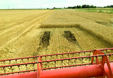 Le 8 juillet, au Gault-Saint-Denis. De nombreuses machines se sont enterrées ici ou là lors de ce début de moisson. Stéphane Pailleau a sorti sa Claas Lexion 570 de ce mauvais pas, sans le câble...