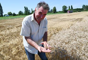 Lors de ses moissons de blé, Gilles Leroux constate que des parcelles présentent un grain de moins bonne qualité.