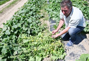 Les cornichons de Gilles Leroux sont notamment commercialisés dans les supermarchés de Loir-et-Cher. 