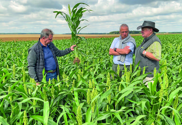 Le 5 août, à Prouais. Un agriculteur pionnier, Thierry Maillier (à d.), un responsable régional qui y croit, Frédéric Chopart (au c.) et un agronome en soutien, Didier Renard (à g.), tout est réuni pour lancer la filière sorgho chez NatUp.