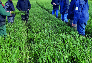 Le 6 mai, à La Gaudaine. Visite de la parcelle de blé pâturé.