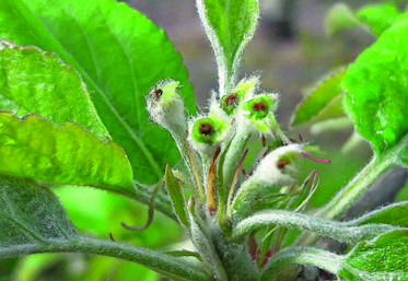 Dans le Loiret, le gel n'a épargné personne. Ici, des fleurs de pommier gelées.