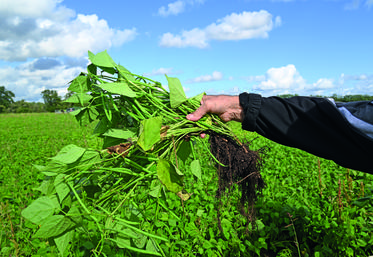 Les bottes de haricots sont pleines.
