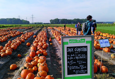 À la Ferme de Viltain (Yvelines), outre l'élevage laitier, les citrouilles Jack O'Lantern pour Halloween attendaient les visiteurs.