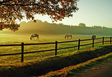 Le Parc naturel régional de la Haute vallée de Chevreuse travaille notamment sur la thématique du pâturage. 