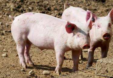 Un référent «	bien-être animal	» doit désormais être désigné dans chaque ­élevage de volailles et de porcs. 