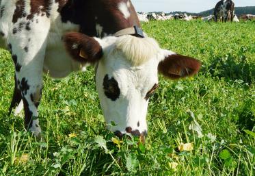 Grace à l’herbe et aux fourrages sur les fermes, les élevages de ruminants français sont autonomes en aliment à 83	% et en protéines à 75	%.