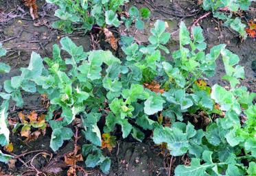 La qualité d'implantation du colza détermine sa résistance aux attaques des ravageurs d'automne. 