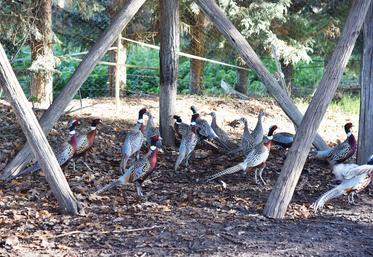 Après deux années compliquées, les éleveurs de petit gibier de Loir-et-Cher semblent retrouver une activité plus normale.