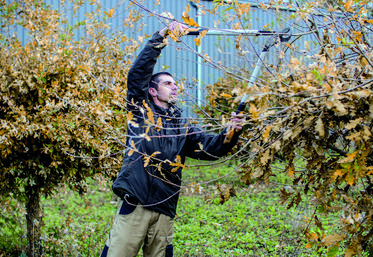 La parcelle trufficole d'un hectare de Clément Delmotte, en projet depuis 2007, devrait produire jusqu'à 30 kilos de truffe noire.