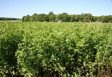 En culture pure, les luzernes assurent des stocks de fourrage à haute valeur protéique.