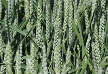 Parmi les quatre blés hybrides, Su Hyreal est la grande nouveauté, remarquable par l’association de trois traits d’intérêt majeurs	: la résistance à la cécidomyie, la tolérance à la mosaïque et le gène Pch1. 